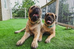 SG-European-Village-30